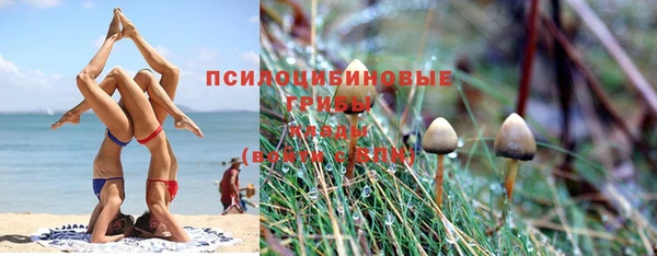 крисы Бородино