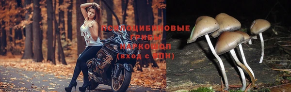крисы Бородино